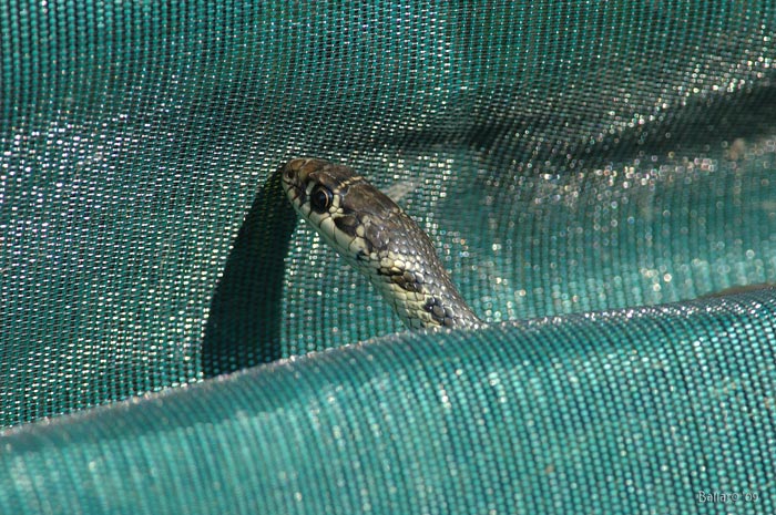 natrice o biacco giovane